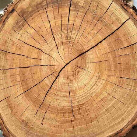изображение натуральное дерево в разрезе 