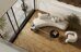 Дуб Рустикальный 33-410 Quartz Parquet Английская елка Fargo замковый кварцевый паркет